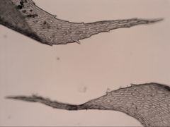 Hypnum cupressiforme lacunosum