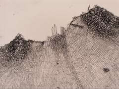 Hypnum cupressiforme lacunosum