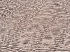 Hypnum cupressiforme lacunosum