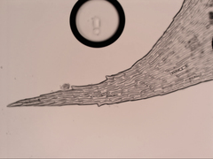 Hypnum cupressiforme lacunosum