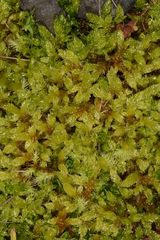 Hypnum cupressiforme lacunosum