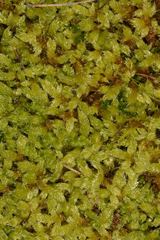 Hypnum cupressiforme lacunosum