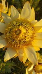 Leucadendron daphnoides