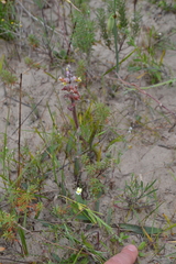 Lachenalia variegata