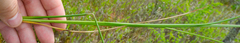 Carex oligosperma
