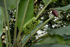 Musa acuminata malaccensis