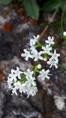 Valeriana saxatilis