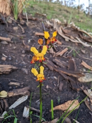 Diuris brumalis