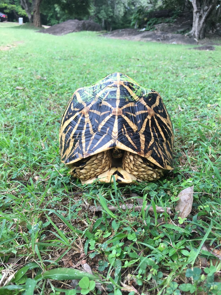 Indian Star Tortoise In January 2019 By Stinkbadger · Inaturalist