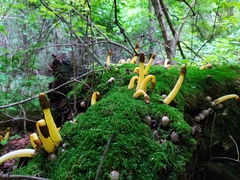 Phallus flavocostatus