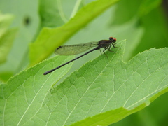 Argia cuprea