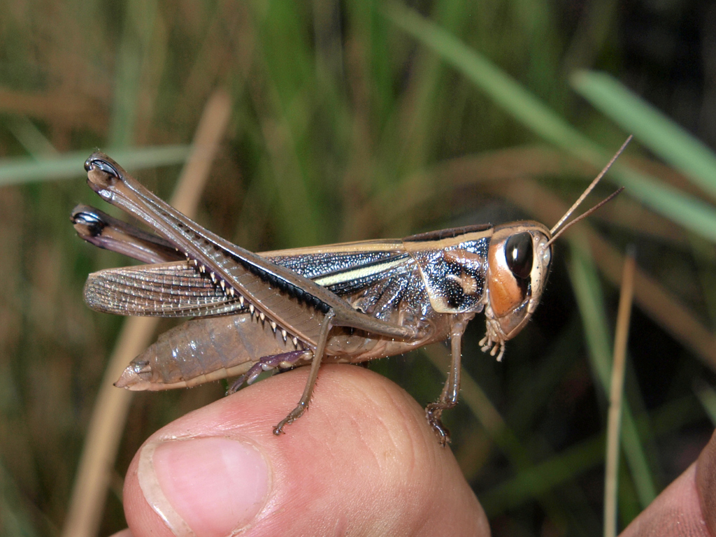 Cataloipus roseipennis