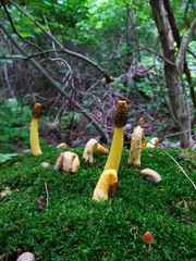 Phallus flavocostatus