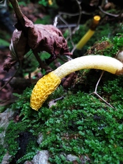 Phallus flavocostatus