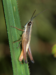 Parodontomelus brachypterus