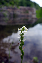 Spiranthes lucida