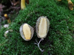 Phallus flavocostatus