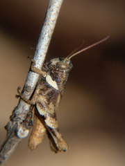 Eucoptacra sheffieldi