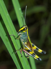 Heteracris attenuata