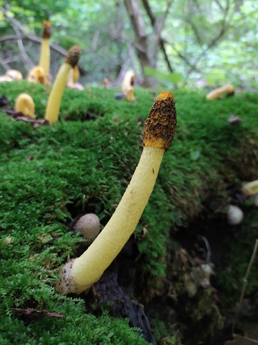 Phallus flavocostatus