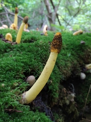 Phallus flavocostatus