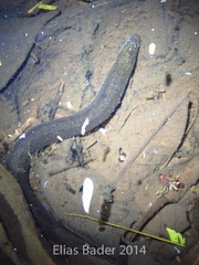 Synbranchus marmoratus