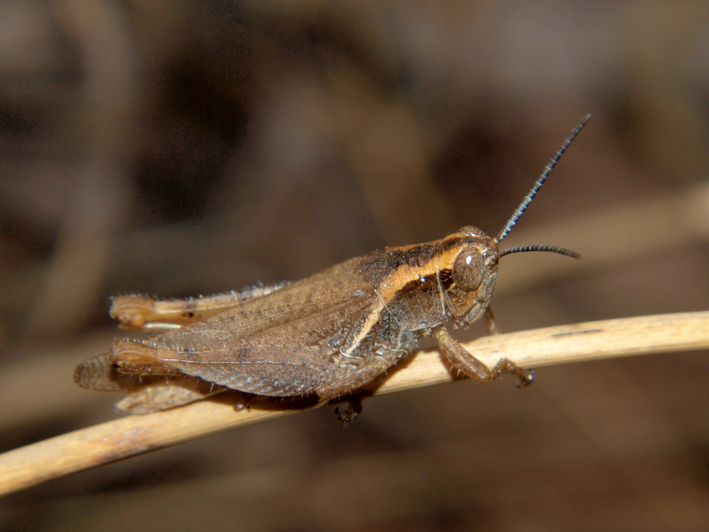 Trichocatantops