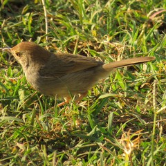 Cisticola fulvicapilla fulvicapilla