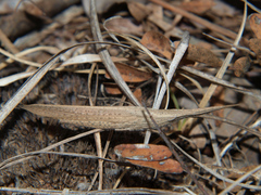 Glyphoclonus miripennis