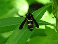 Paranthrene tabaniformis