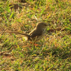Prinia maculosa exultans
