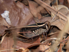 Acorypha mossambica