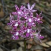 Slender Hyacinth-Orchid - Photo (c) johneichler, some rights reserved (CC BY-NC)