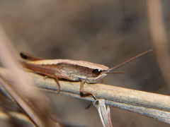 Parodontomelus brachypterus