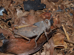 Phymeurus granulatus