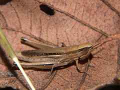 Tristria angolensis