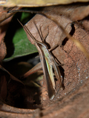 Orthochtha dasycnemis