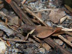 Eucoptacra torquata