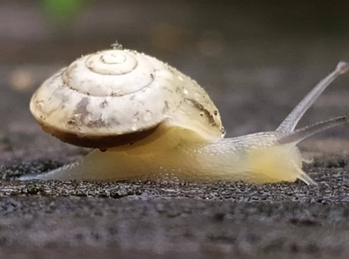 Girdled Snail