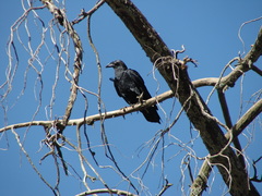 Corvus rhipidurus