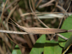 Glyphoclonus miripennis