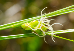 Carex oligosperma