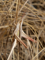 Orthochtha dasycnemis