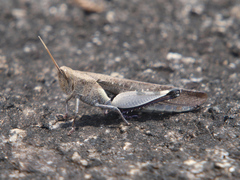 Oxycatantops adustus