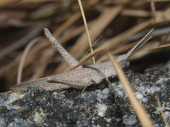 Machaeridia conspersa
