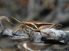 Phaeocatantops solitarius