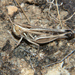 Fine-keeled Grasshopper - Photo (c) william van Niekerk, some rights reserved (CC BY-NC), uploaded by william van Niekerk