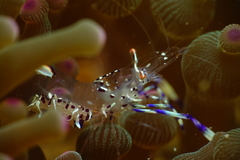 Ancylomenes holthuisi