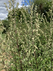 Artemisia vulgaris