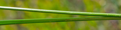 Carex oligosperma
